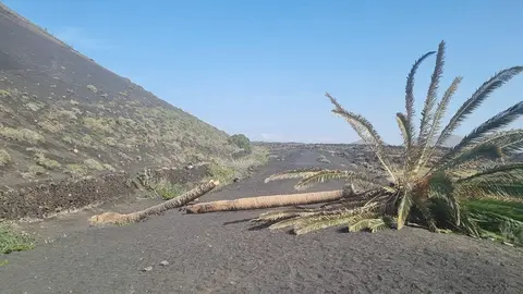 Imagen del estado actual de la palmera de Masdache.
