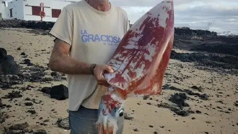 Imagen del calamar que ha aparecido en La Graciosa.