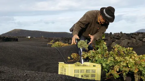 Imagen de un viticultor cortando los racimos de uva