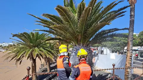 Imagen de los bomberos apagando el fuego situado en la palmera.