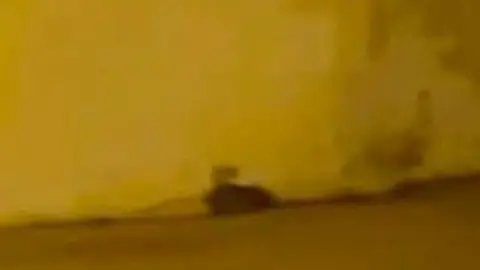 Imagen de una rata de gran tamaño circulando por Arrecife