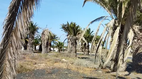 Estado de las zonas verdes de Costa Teguise.