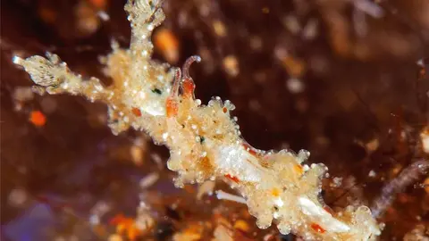 Lomanotus Tías.
