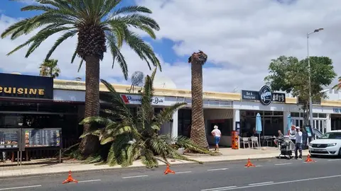 Imagen de la palmera caída en la acera que da acceso a los dos restaurantes