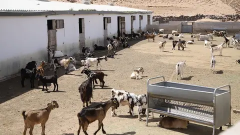 Imagen de ganado en Lanzarote.