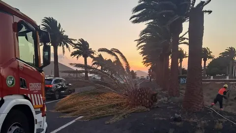 Imagen de la copa de la palmera caída sobre una carretera del sur de la Isla