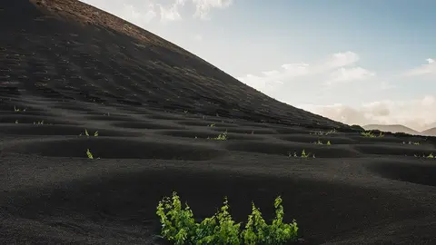 Imagen de parras en Lanzarote.