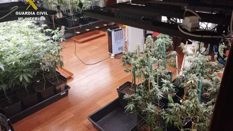 Plantación de marihuana en Tinajo.