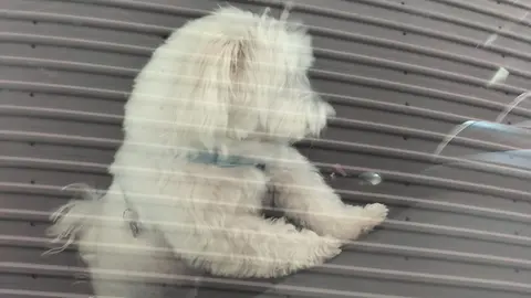 Imagen del perro en el momento en el que quedó atrapado dentro del coche