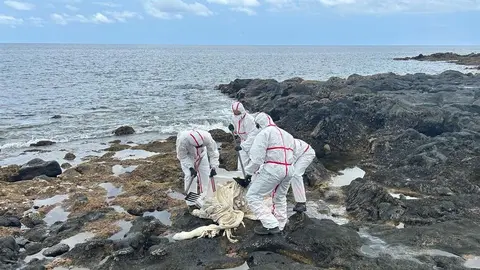 Momento en el que los bomberos retiran los restos de la vaca muerta