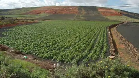 Imagen de una zona de cultivo de Lanzarote.