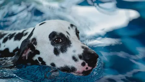 Un perro dálmate refrescándose después de un golpe de calor.