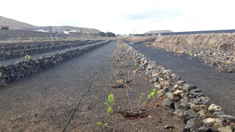 Imagen de una finca agrícola.