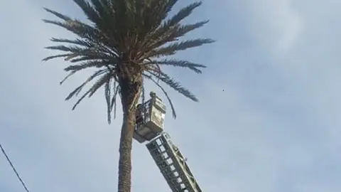 Bombero procediendo a la tala de la palmera.