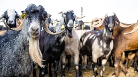 Explotación ganadera.