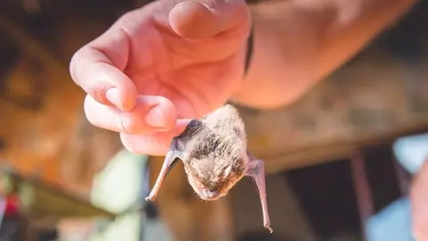 Imagen de un pequeño murciélago. David Fernández