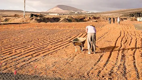 CEBOLLINOS-TEGUISE-2