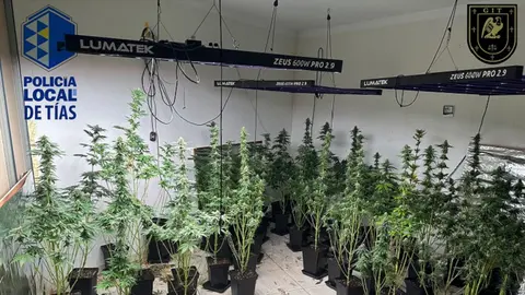 Plantación de marihuana incautada por la Policía de Tías.