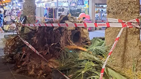 Palmera caída en Puerto del Carmen.