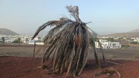 Imagen de cómo está una de las palmeras de Yaiza.
