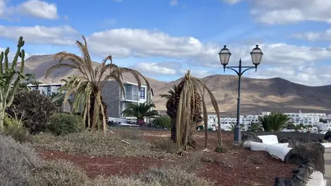 Imagen de cómo se encuentran algunas palmeras en la zona de Playa Blanca.