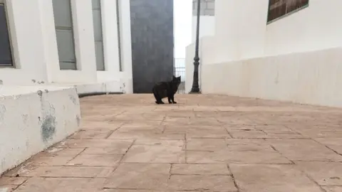 Un gato callejero en una zona del municipio
