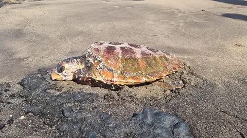 Tortuga encontrada en el Caletón Blanco.