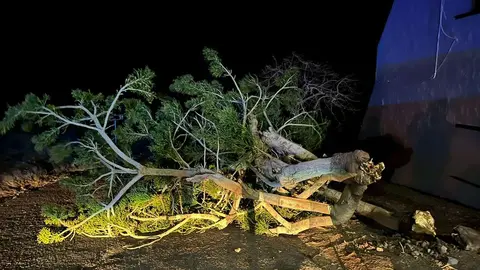 Imagen del árbol caído en Playa Quemada