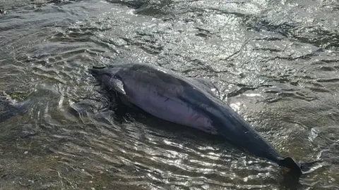 Delfín varado junto al Castillo de San Gabriel