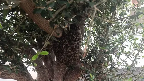 Imagen de la impresionante colmena controlada por los bomberos
