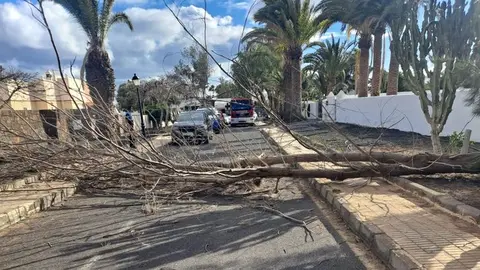 Imagen del árbol ocupando toda la carretera tras su caída
