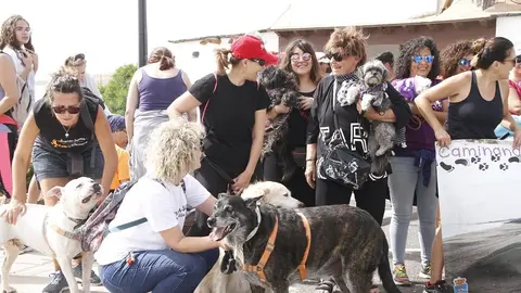 Caminata de animales en Teguise.