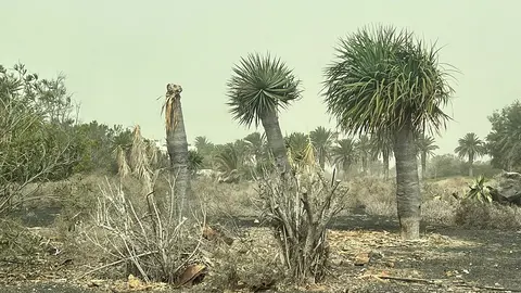 Estado de los Jardines Costa Teguise