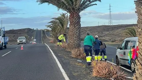 Operarios trabajando con el palmeral.