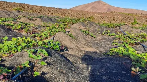 Imagen de archivo del campo en Lanzarote.