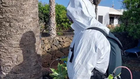 Operario aplicando tratamientos fitosanitarios mediante endoterapia a una palmera.
