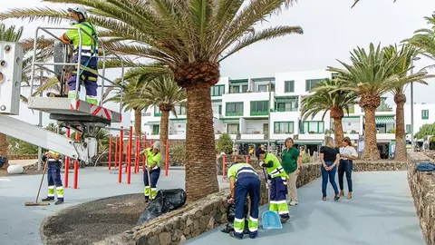 Operarios realizando el trabajo de recuperación de palmeras de Teguise.