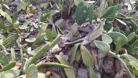 Imagen de la zona de tuneras de Guatiza prácticamente arrasadas por la plaga y el abandono.