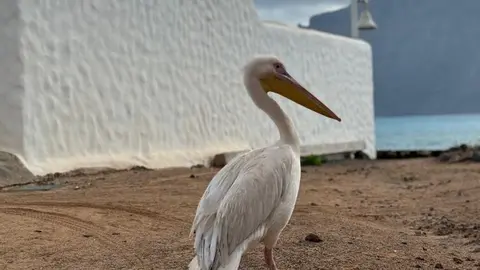 Uno de los pelícanos este fin de semana en La Graciosa con una anilla en una de las patas