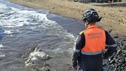 Bombero del Consorcio de Seguridad y Emergencias junto a la vaca varada en la Garita.