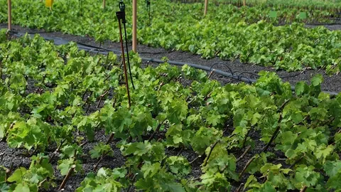 Estaquillado de parras.