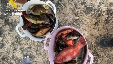 Imagen de las capturas.