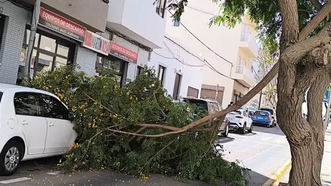 Imagen de cómo quedó el vehículo tras el impacto de la rama