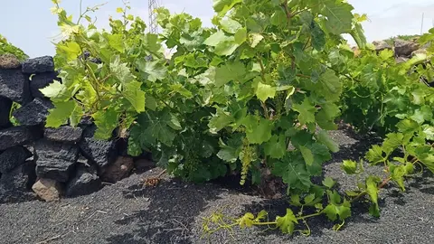 Imagen cultivo de parra