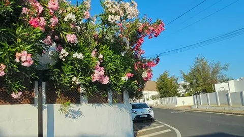 Espejo tapado por flores en Tahiche.