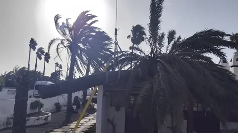 Momento de la retirada de la palmera por parte de una grúa.