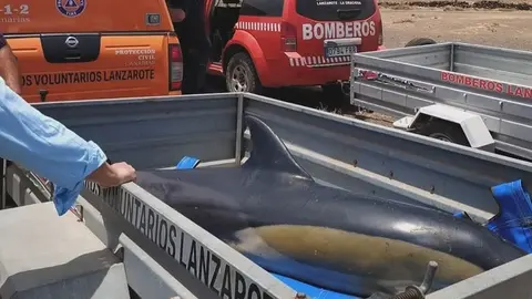 Imagen del delfín rescatado en la playa de La Garita.