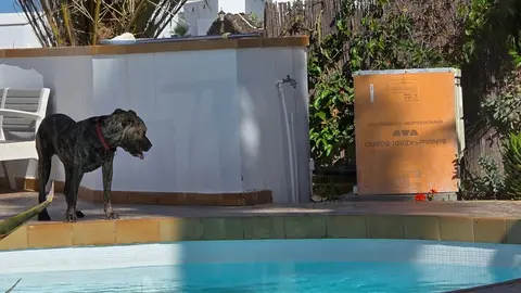 Uno de los perros agresores dentro de un domicilio.