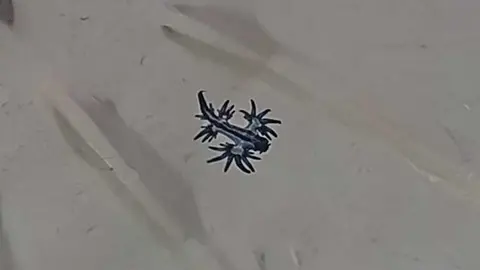 Imagen de uno de los dragones azules encontrados en la playa de La Garita.