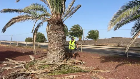 Imagen de un operario del Ayuntamiento de Tías realizando las labores en una palmera.